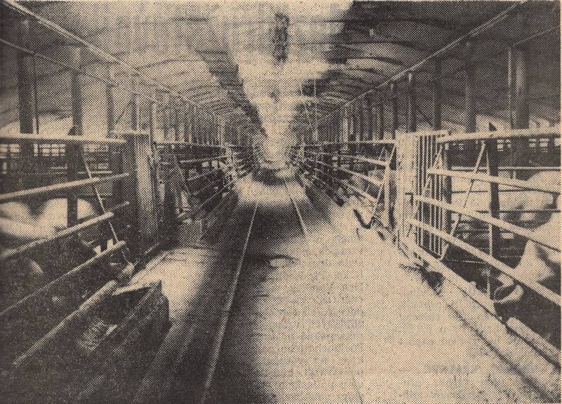 Smiřice - gigant