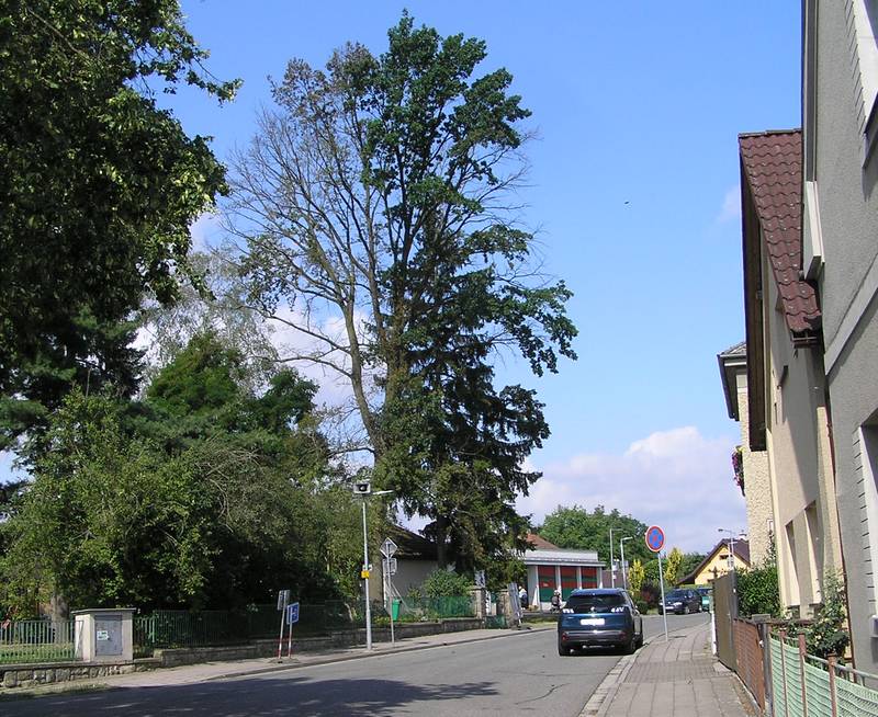 kácení