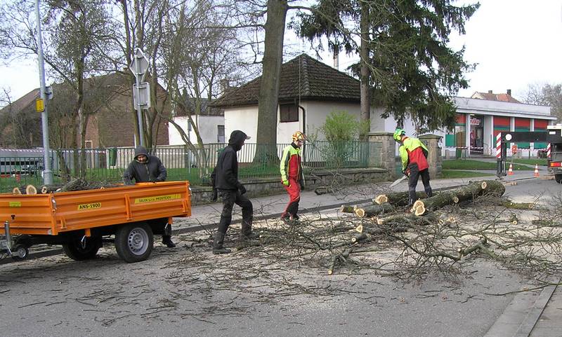 kácení