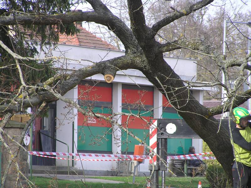 kácení
