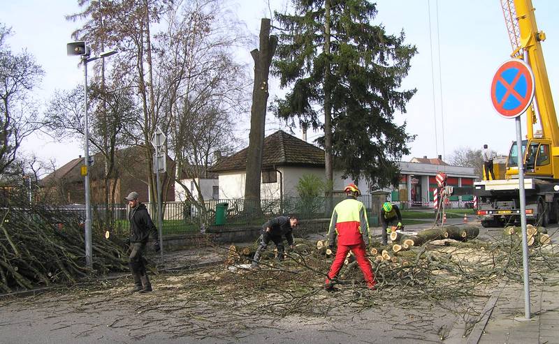 kácení