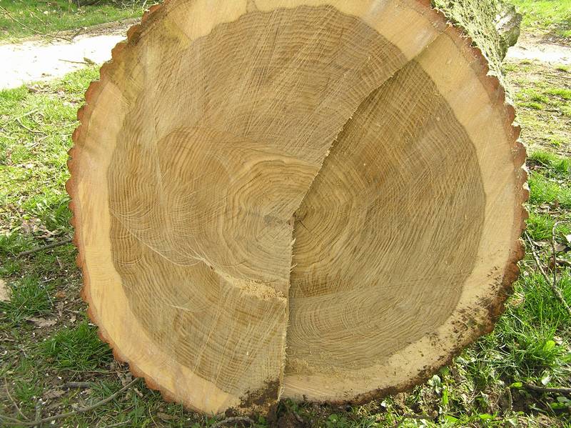 kácení