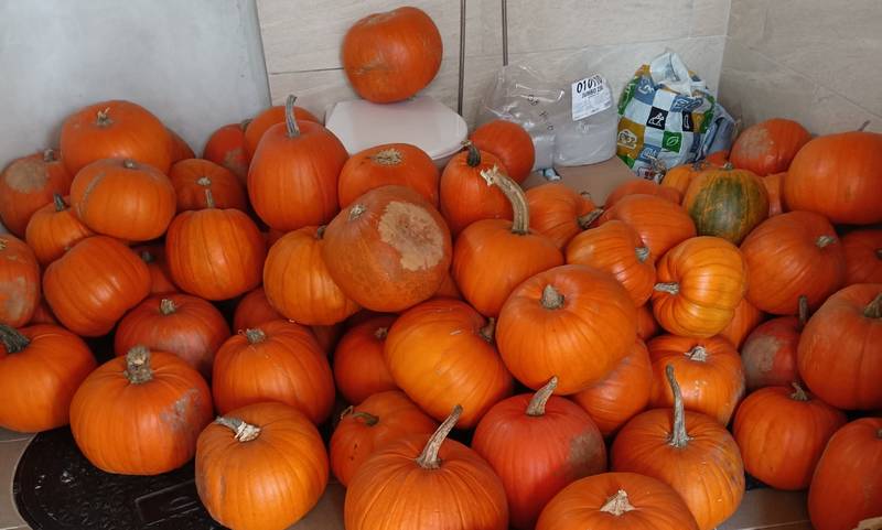 Dlabání dýní 2025