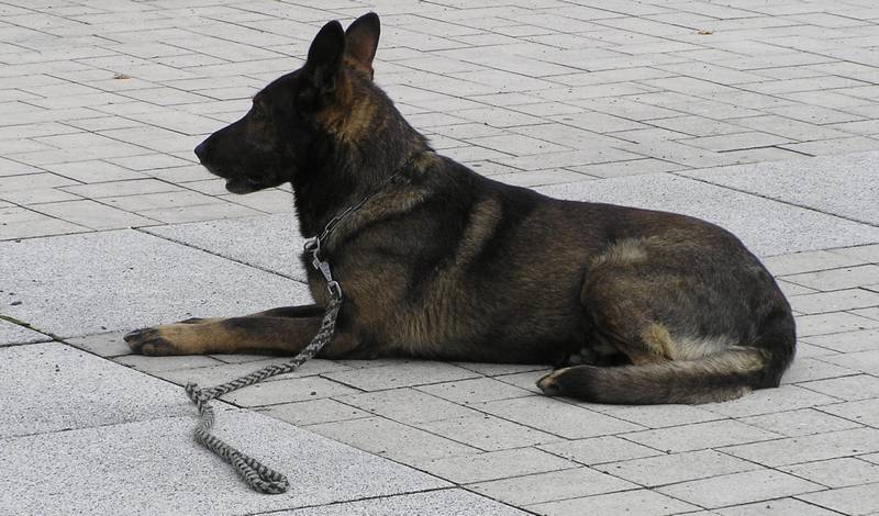 policie