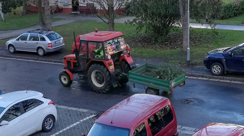 likvidace stromečků