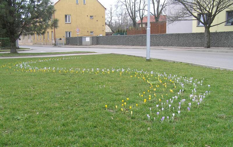 kytičky