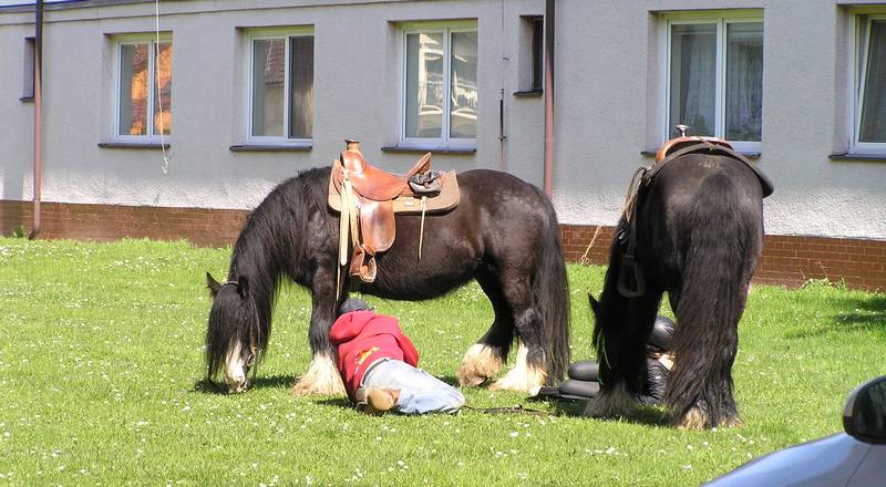 koně