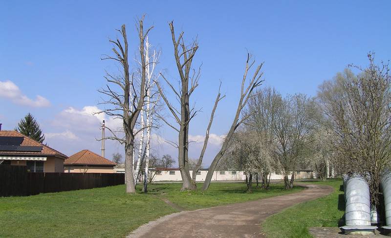 umění přírody