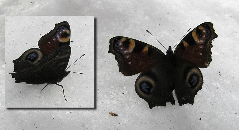 motýl na sněhu