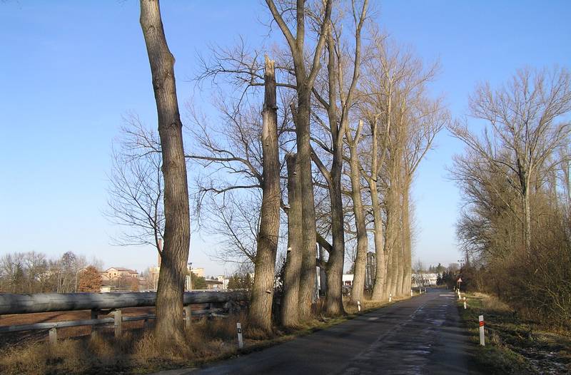 kácení