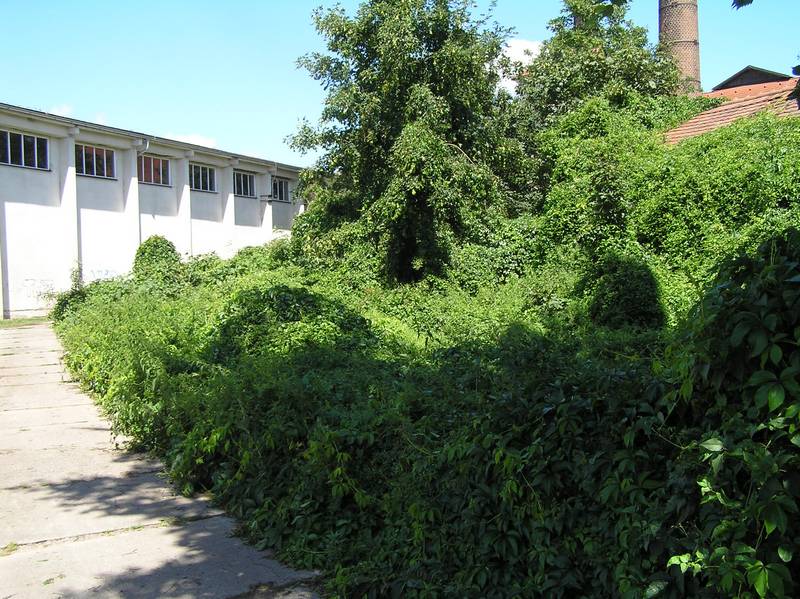 zeleň