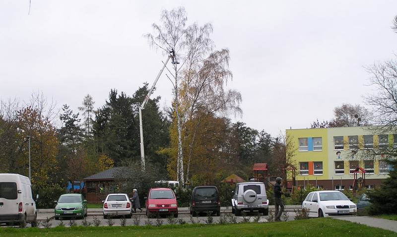 břízy