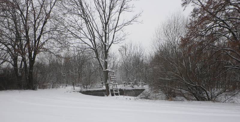 lyže