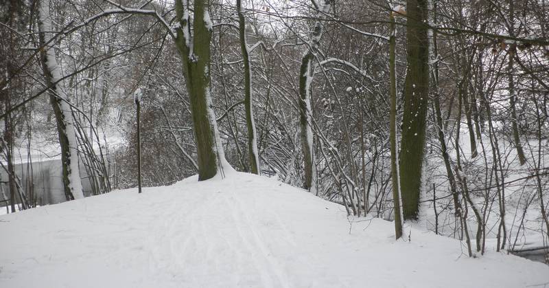 lyže