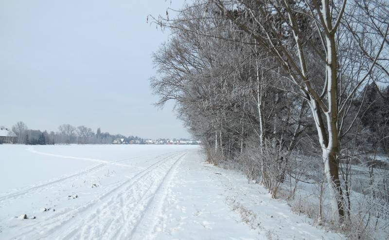 lyže