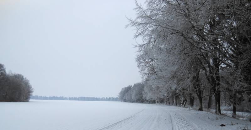lyže