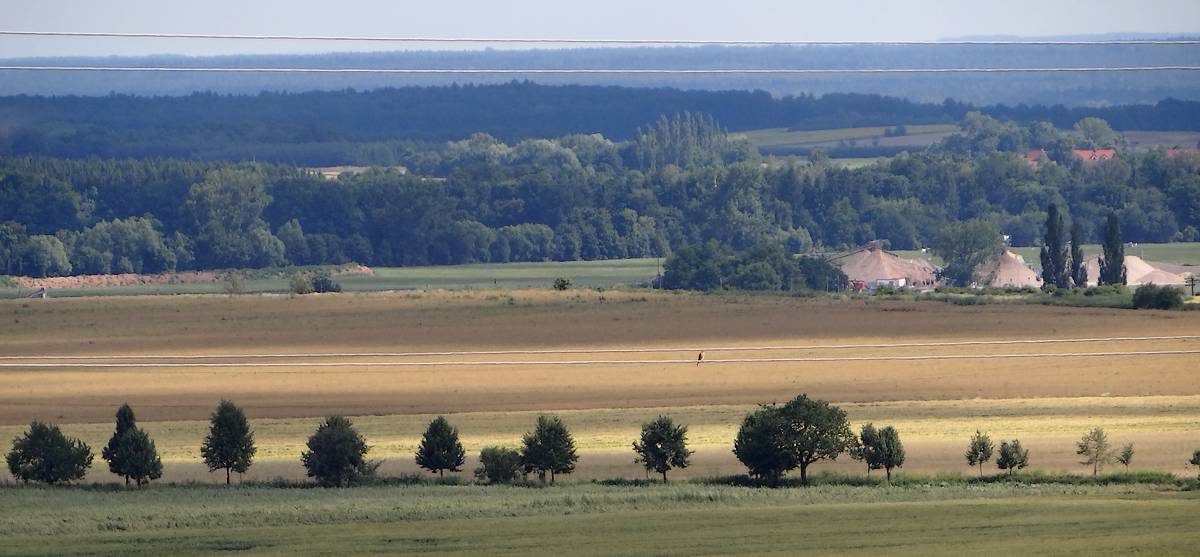 Polabská nížina
