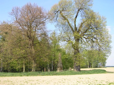 památné stromy