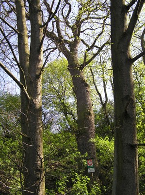 památné stromy